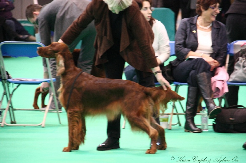 Crufts2011 301.jpg